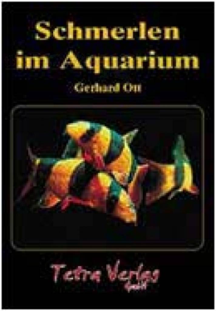 Schmerlen im Aquarium